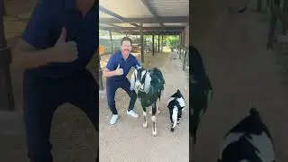 Homesteading in Scottsdale 85254 zip code