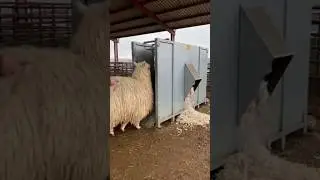 This Is NOT a Sheep 🦙😳 #shortsvideo #viralviralvideo #farming #technology #ai