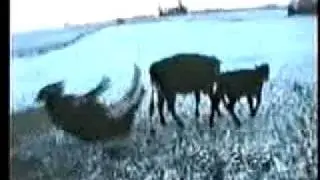 Funny cow blooper