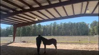 TCBV Sugar's Rising Thunder- F2 Drum Colt 