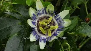 Beautiful Blue Crown Passion Flower | Nature Close-Up