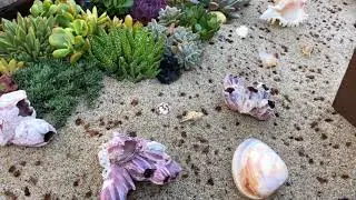 Пляжный дизайн из суккулентных плавников (БОНУС)