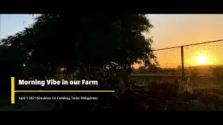 Morning Vibe in Our Farm - iPhone X Video Samples in 1080p 60FPS.