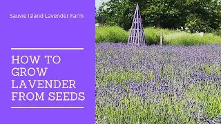 How to Grow Lavender from Seeds