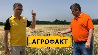 АГРОФАКТ / Що треба знати про озиму пшеницю та ячмінь від Рост Агро