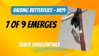Raising Butterflies: 7 of 9 emerges from her chrysalis