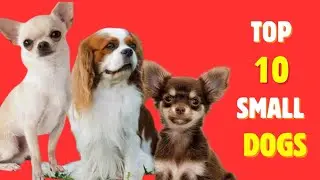 Top 10 Small and Best Dogs in the World #dogs #dogbreed #smalldogs #dog #dogslover