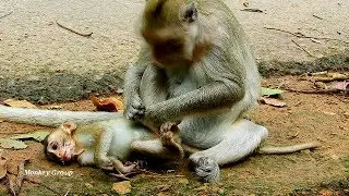 Thank Connie! Connie monkey nurses charming girl Lola