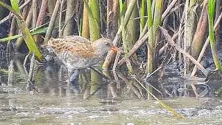 Rasc&oacute;n europeo en Vuelta Ostrera, Suances, Cantabria