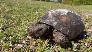 Wild Tortoise and Nosey Dogs