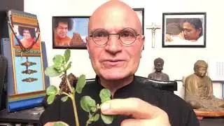 Health Benefits Of Spreading Hogweed or Punarnava