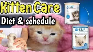 How to care a Kitten | First 2 Months Kitten Diet | Kitten Feeding schedule & Tips | Persian kitten