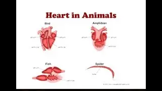 Heart in Animals | Two Chambered and 3 Chambered Heart