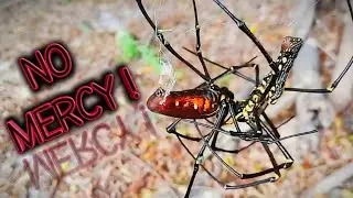 australian golden silk orb-weaver X australian golden silk orb-weaver X Giant