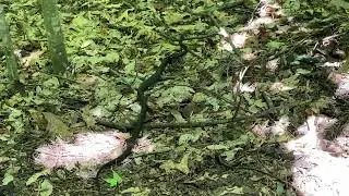 Stevens Creek Nature Preserve in Mint Hill, NC - Come Walk With Me and two grandsons (#5 of 6)