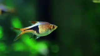 RasboraFish#shorts#ColorChangingFish#RasboraBehavior#PeatSwampFish#
