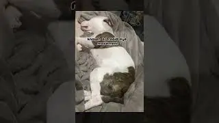 Why our dogs twitch in their sleep