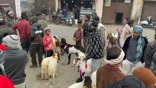 Meerut Friday Mandi 9 January 2026 #azharvlogs #shortvideo #goat #animals #youtubevideo #bakramandi 