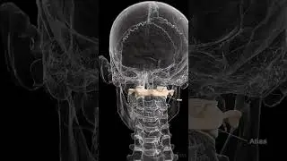 🦴 Meet the Atlas: The First Vertebra of Your Spine 🦴  #anatomy
