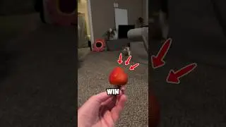 Prankster kitty&rsquo;s wobbly act ends with strawberry bliss! 🐱🍓🥰