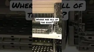 EGG SHORTAGE?! Why are eggs out of stock?! #shorts