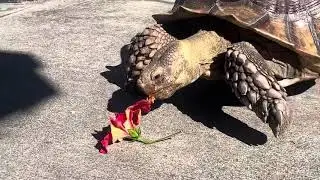 Pikachu the Sulcata Tortoise flower hunting @TortoisePikachu #sulcatatortoise #turtles