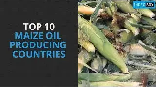Top 10 Maize Oil Producing Countries