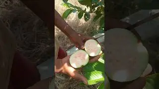 Beautiful Nature-Inspur Fresh Farm Fruit wonderful Industry #cutting #skills #relaxing #satisfying