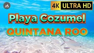 🇲🇽 #4k Snorkel en la Playa Uvas de Cozumel #music #cozumel #mexico #snorkeling #relax