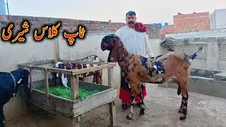 Collection Of Sherraa Beetal Goats Of Rana Sajid Bhai - Sherii Beetal $
