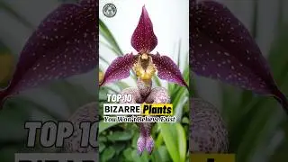 Top 10 Most Bizarre Looking Plants on Earth || Flowers @top-10
