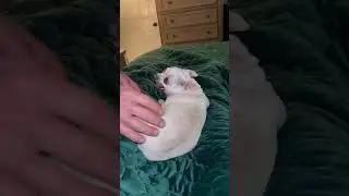 He&rsquo;s 2 pounds of pure spicy. 🔥😂#chihuahua #funnychihuahua #dog #fyp #foryoupage #shorts