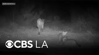 Mountain lion cubs caught on camera roaming around Orange County