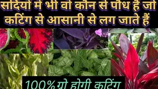 20 Permanent plants ☘️ for small pots (छोटे गमलो मे आसानी से चलने वाले 20 स्थायी पौधे)