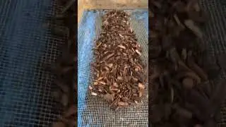 Wood Chip Compost