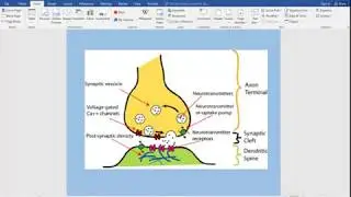 Addiction 3 A Level AQA brain neurochemistry & dopamine in nicotine addiction