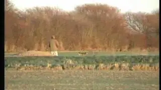 The Pheasant plucker red the coursing saluki pre ban part 3