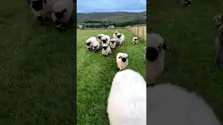 Jumping for Joy  A Flock of Happy Sheep Bouncing Together! 🐑💃 #cutefarmanimal #funny #cute