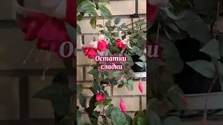 Фуксии - завершение сезона