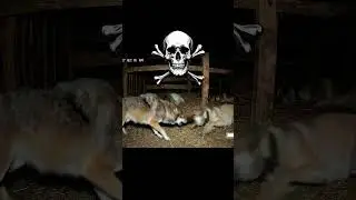Wolf vs Kangal turco, who would win? #wolf #kangal #wolves