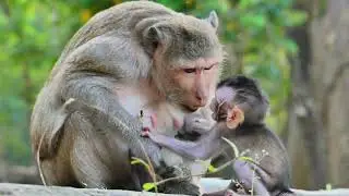 #spring  on baby hard to train Them , Baby angry so much to Mom , in amazing family monkey.