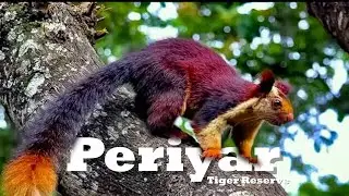 Gods Own Country - Periyar National Park - Bamboo Rafting - Jungle Trek - Encounter with Elephant
