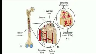 #IGNOU #TEE BSCG CLASS ZOOLOGY BZYCT-133 BLOCK-1 UNIT-2 SKELETON SYSTEM