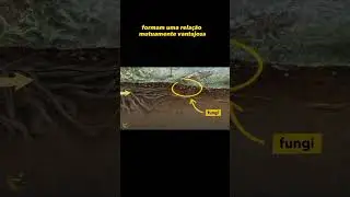 REDE QUE CONECTA TODAS AS &Aacute;RVORES