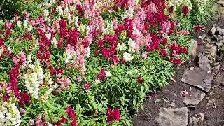 Virtual tour of Banff's Cascade of Time Gardens after rain #flowers