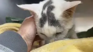 🚨URGENT: Kitty&rsquo;s UTI Has Spread To His Kidney, Putting His Whole Life At Risk 🚨 [STORY BELOW]