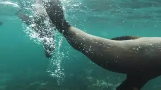 wild animals,wild animals swimming race