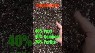Рецепт почвы для горшечного инжира
