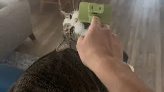 Emma The Cat Nibbles On Hair Brush