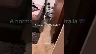 POV: When you are living in Australia #australia #animals